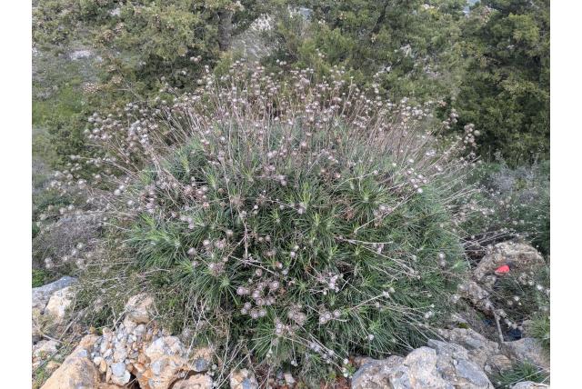 Cyprische ptilostemon