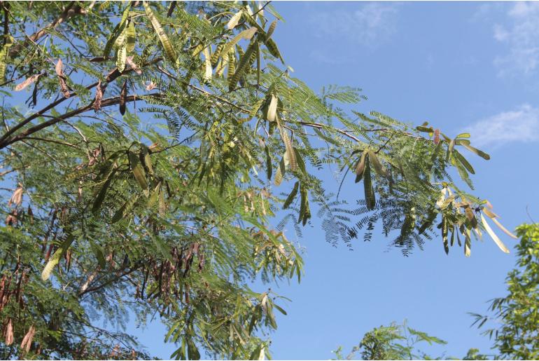 Leucaena leucocephala -18891