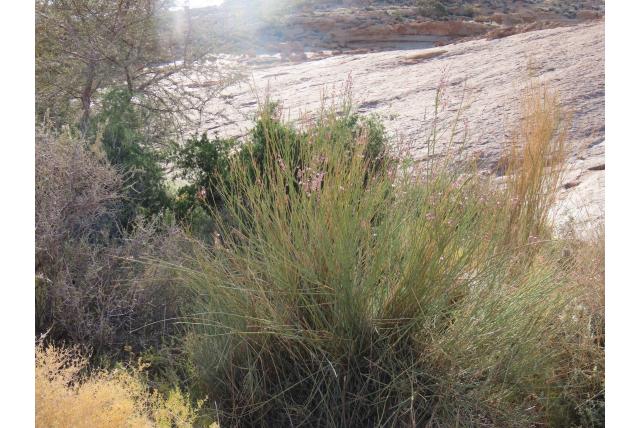 Ephedra-achtige vleugeltjesbloem