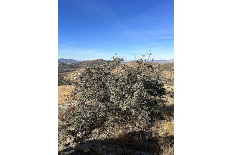 Quercus john-tuckeri&nbsp;18899