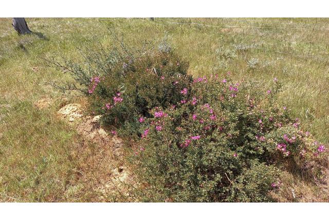 Klein blad podalyria