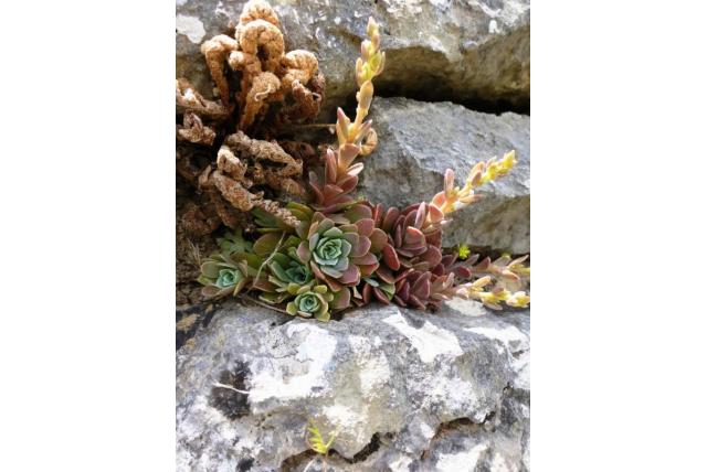 Zaagbladige rosularia