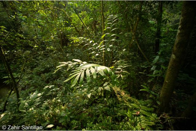 Schiede's chamaedorea