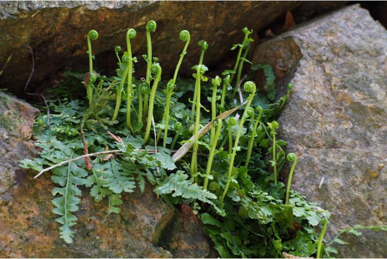 Asplenium incisum 18937