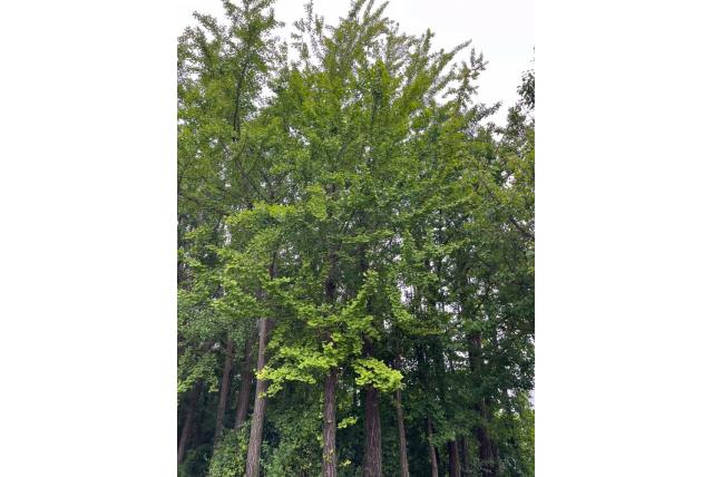 Japanse notenboom
