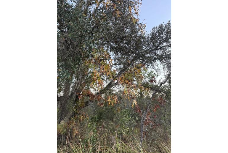 Quercus laevis&nbsp;18950