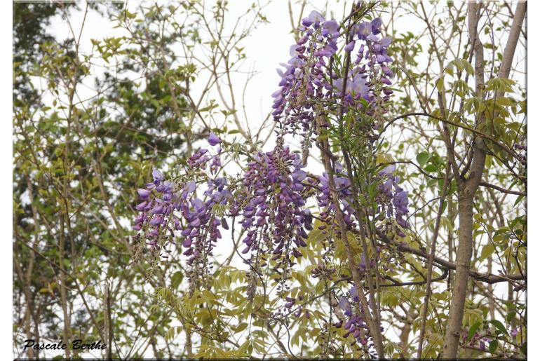 Wisteria frutescens&nbsp;18951