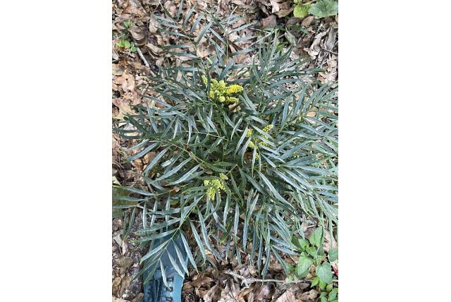 Breedbladige Mahonia