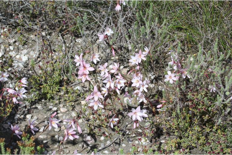 Hesperantha muirii&nbsp;18955