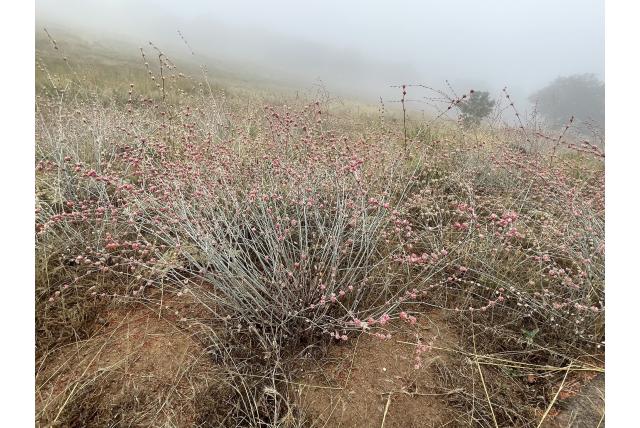 Langwerpige eriogonum