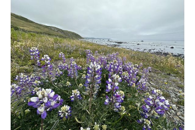 Verschillend gekleurde lupine Verschillend gekleurde lupine