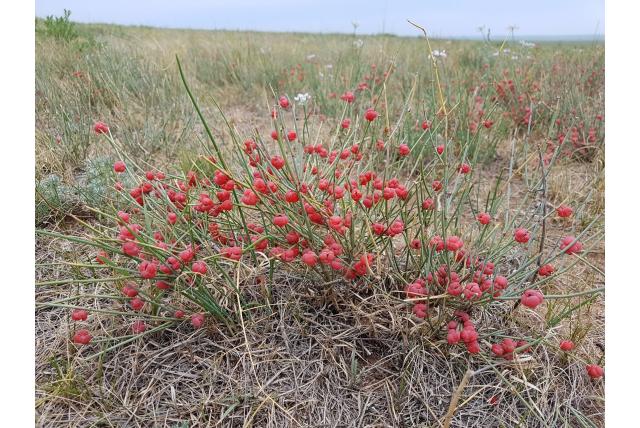 Chineese ephedra