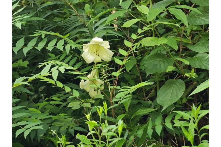 Lilium leucanthum var centifolium&nbsp;18979