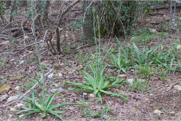 Manfreda maculosa&nbsp;18983