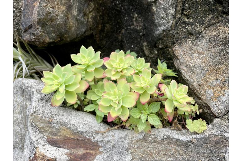 Sedum palmeri -18991