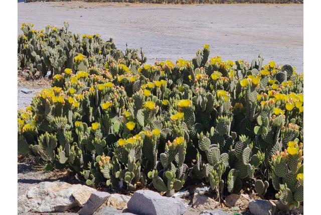 Kleine en bossige vijgcactus