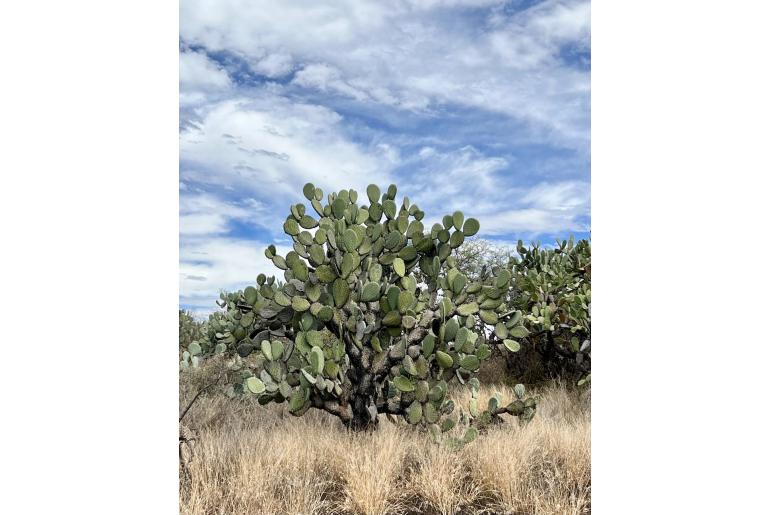 Opuntia streptacantha -19002
