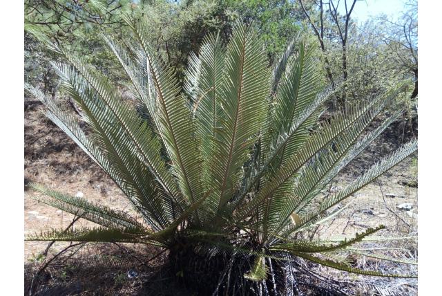 Purpus' dioon