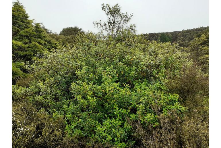 Pittosporum colensoi -19009