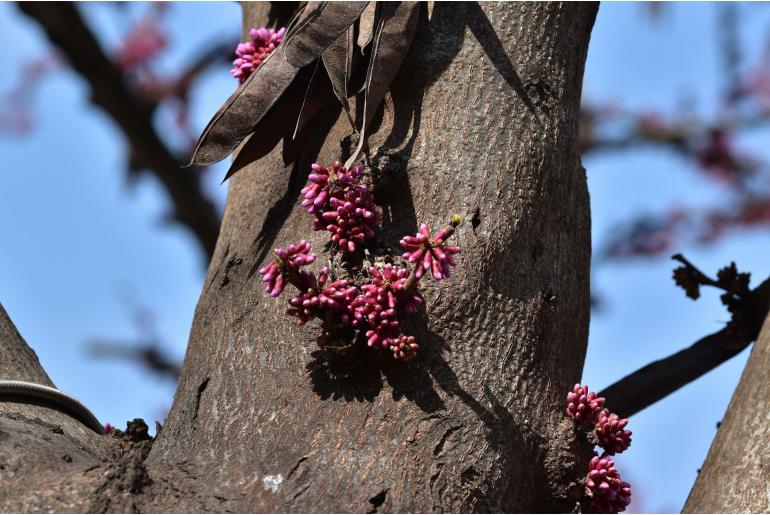 Cercis gigantea -19030
