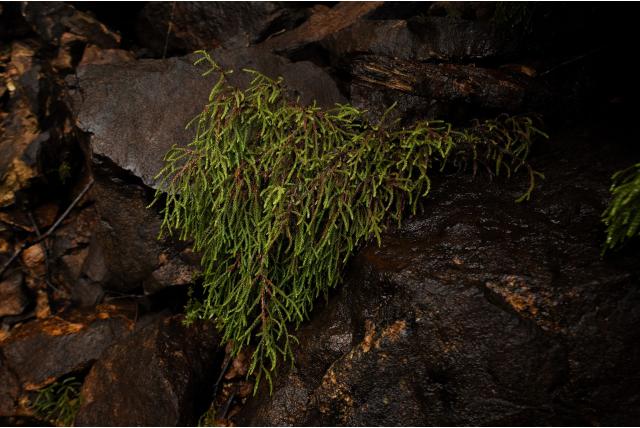 Fitzgerald's pherosphaera