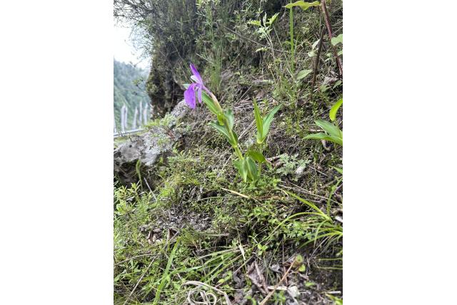 Tibetaanse gemberorchidee