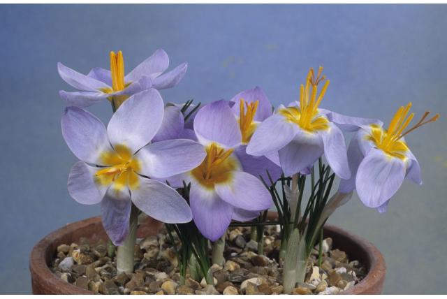 Krokus van Abant