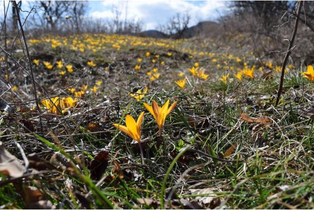Goudlakense krokus
