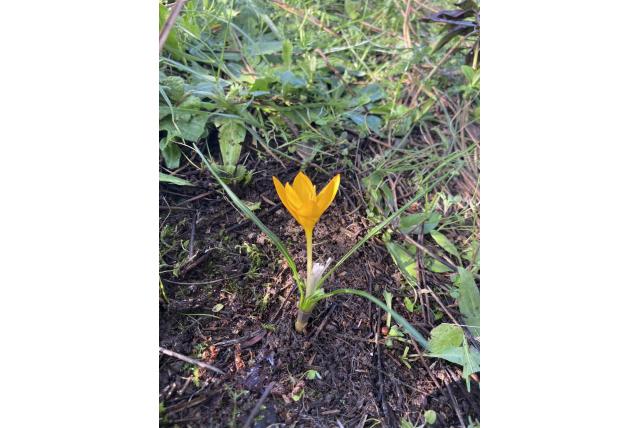 Istanbul krokus