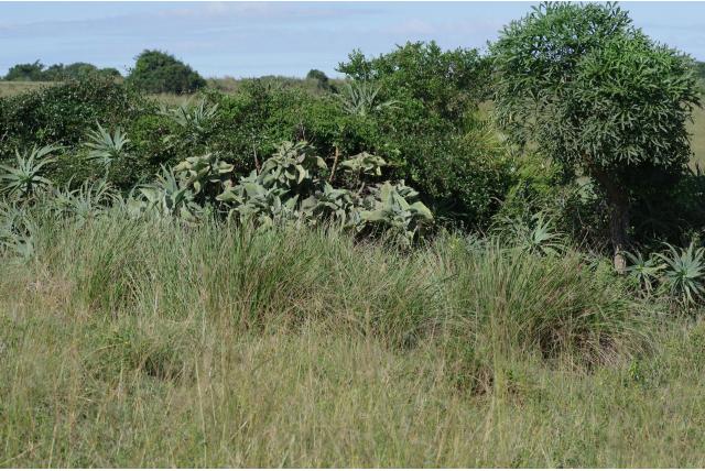 Olifantsoor van Behara