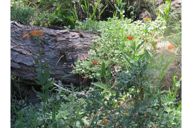 Shasta lelie Shasta lelie