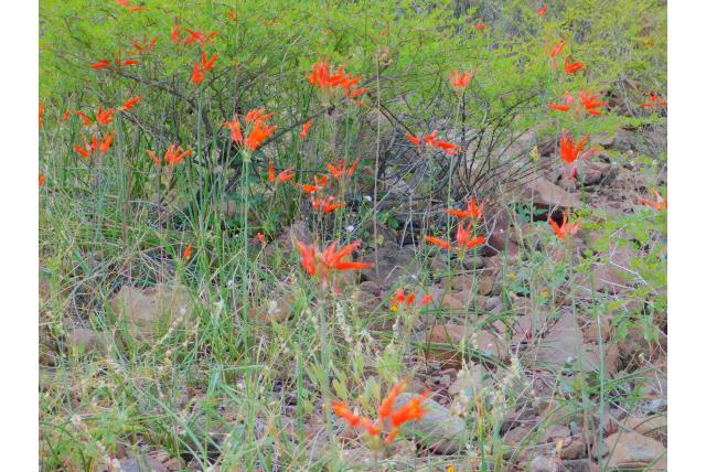 Kleinbloemige Koraaldruppel