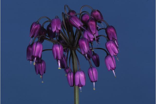 Grote bloem ui