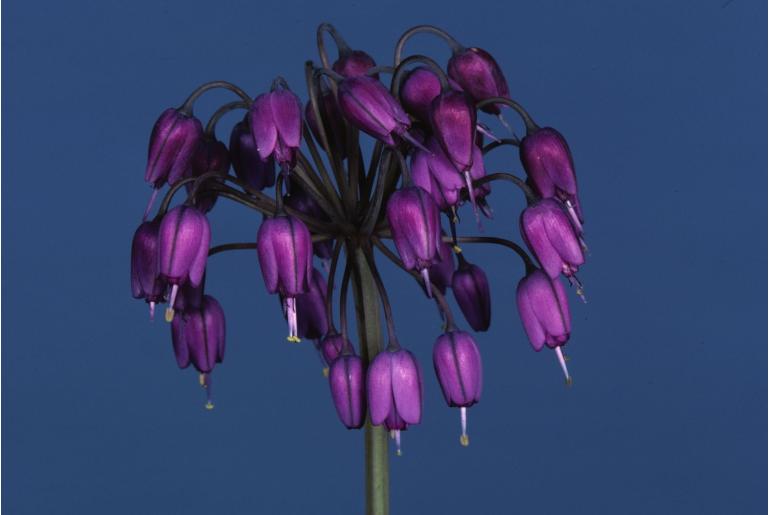 Allium macranthum -19104