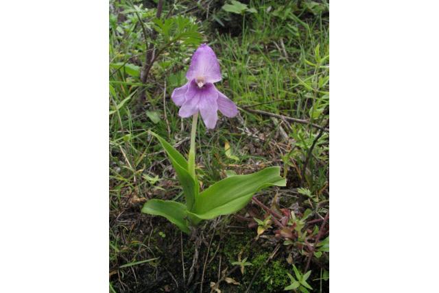 Gemberorchidee Gemberorchidee