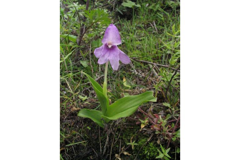 Roscoea alpina 19119