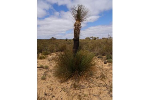 Thornton's xanthorrhoea