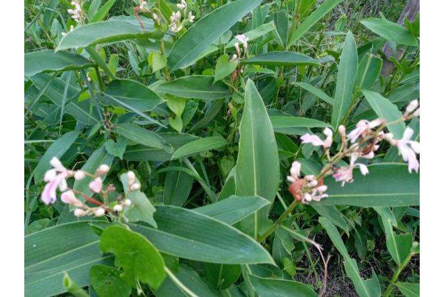 Zwarte alpinia