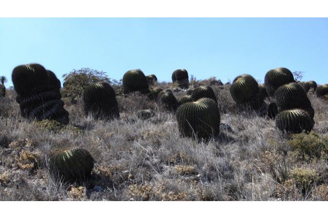 Breed doornige echinocactus