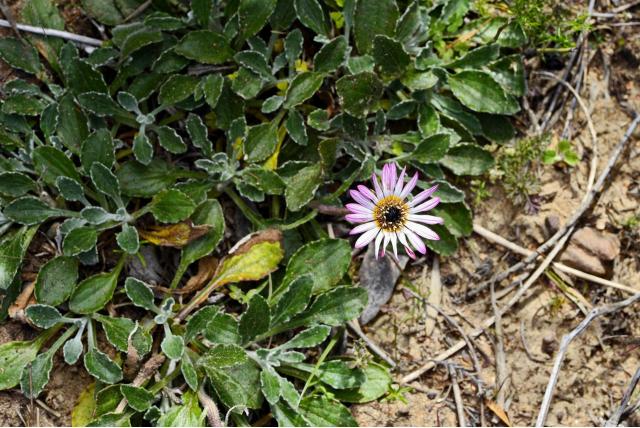Berenoor met bellis-blad
