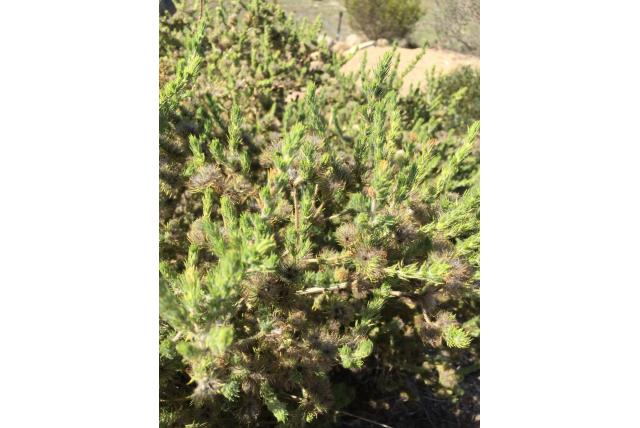 Spinachtige aspalathus