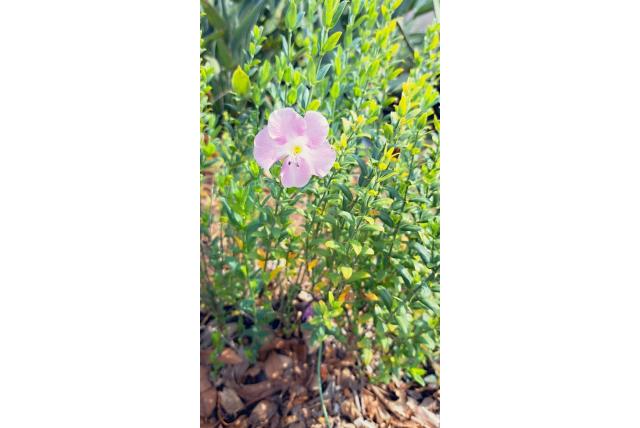 Green's barleria