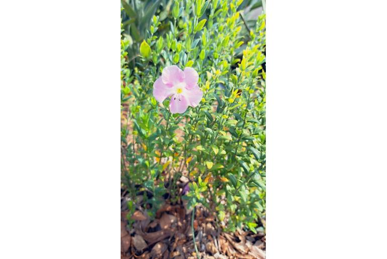 Barleria greenii -19160