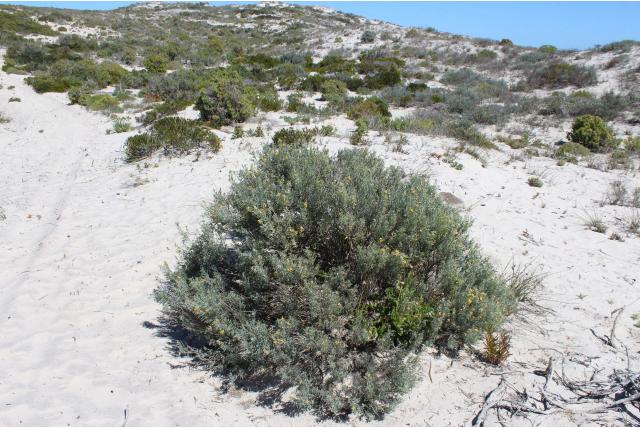 Smalbladige calobota
