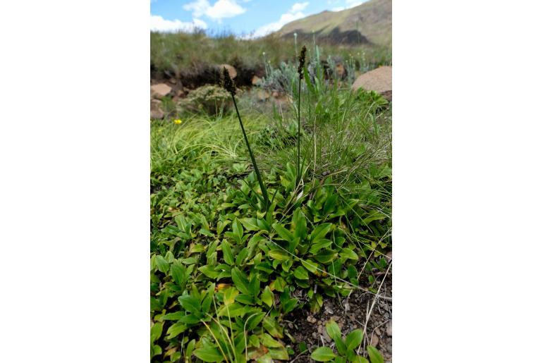 Carex glomerata -19166