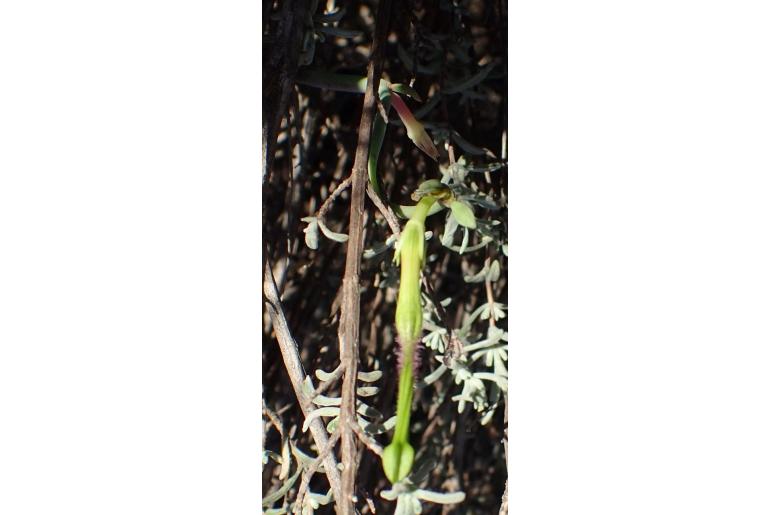 Ceropegia zeyheri 19170