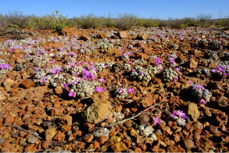 Conophytum minutum var minutum 19175