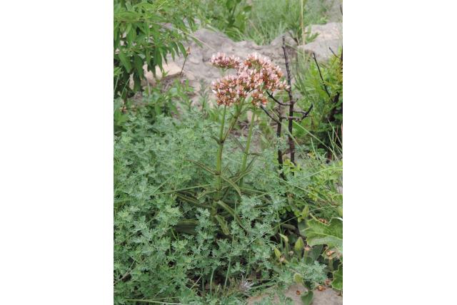 Gekartelde crassula