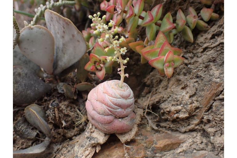 Crassula hemisphaerica 19177