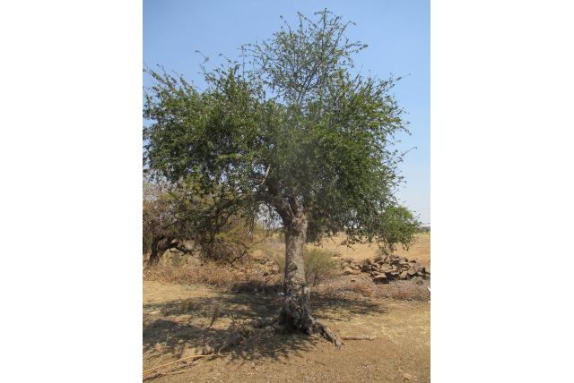 Transvaal elaeodendron